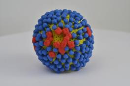 influenza-virus